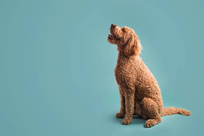 How do you say bye-bye to a curly-haired dog? image