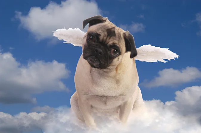 Who do all the Catholic dogs pray to? image