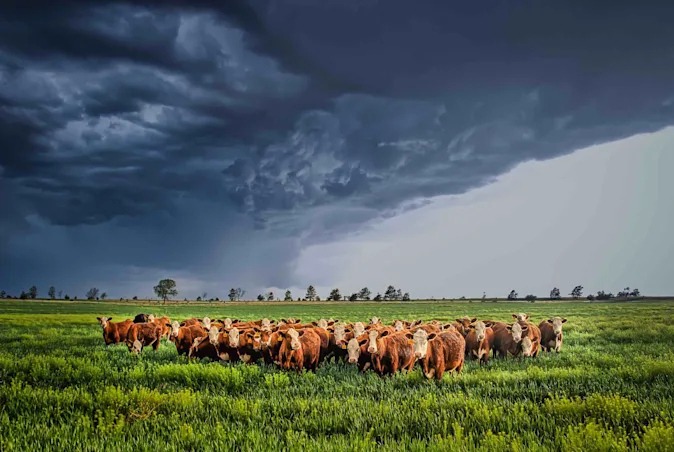 What do you call a cow in a tornado? image