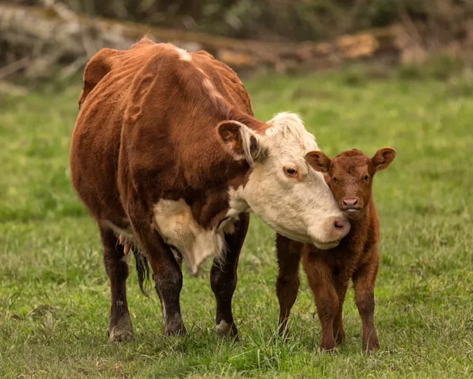 What did the calf's mom tell him when he was frowning too much? image