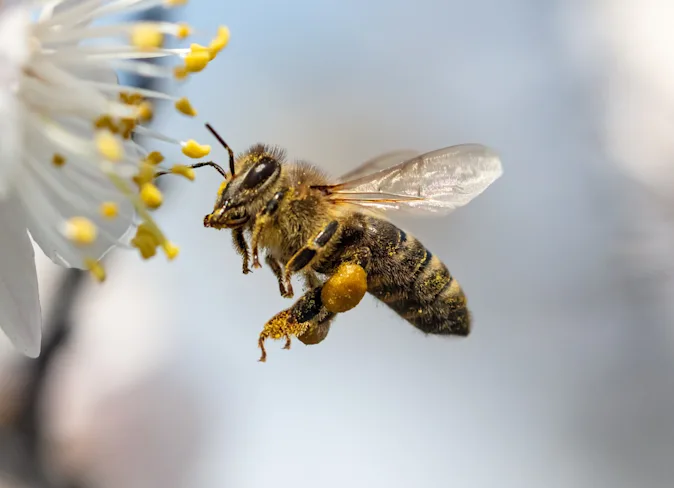 What kind of bee do teachers love? image