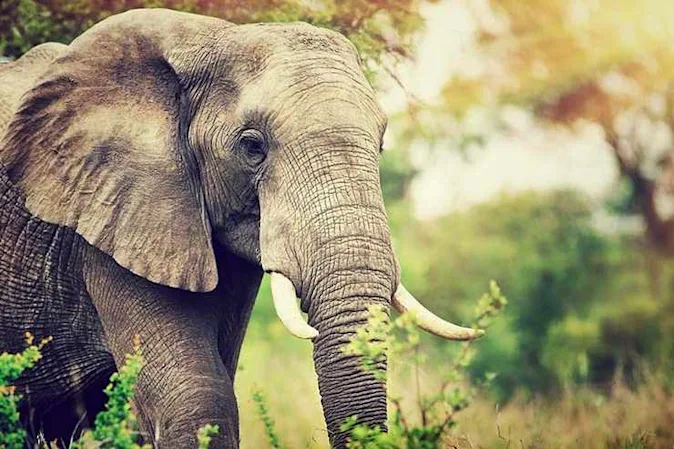  Why are elephants wiser than chickens? image
