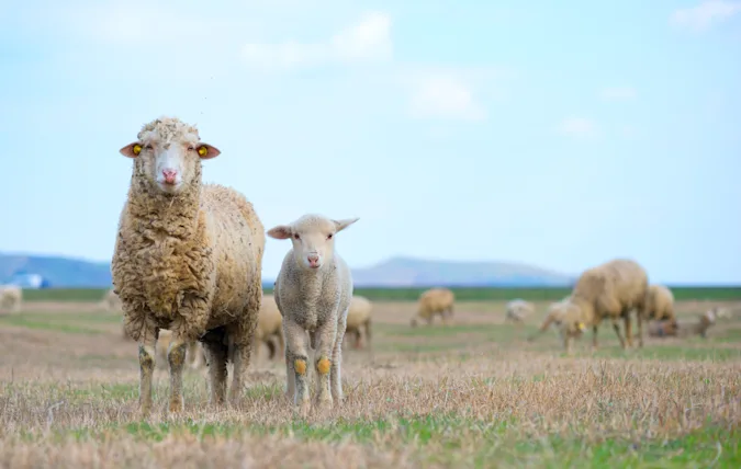 What did the sheep receive as a gift for Mother's Day? image