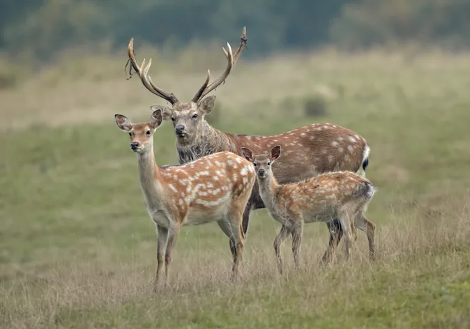 How do deer tell their children to grow up? image