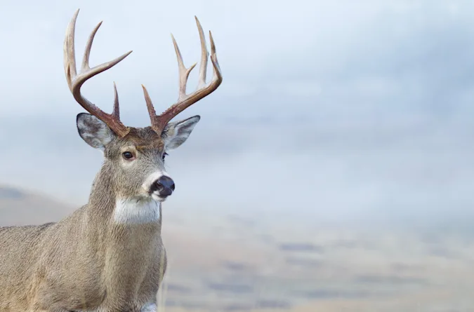 What does an old deer say when he's feeling young? image