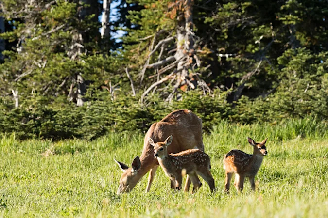 What do grandmother deer do to their grandchildren? image