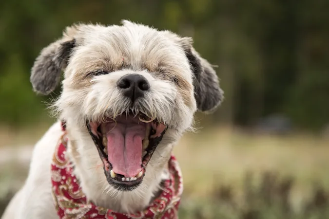 What do dogs say to each other when they sneeze? image