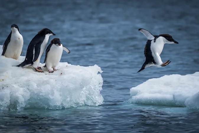 Why are penguins so awkward at parties? image