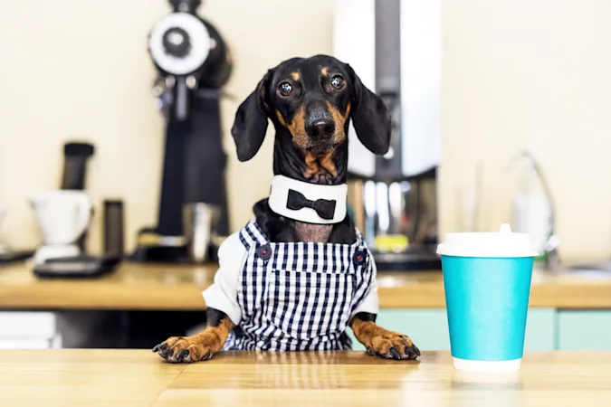 What do dogs order at coffee shops? image
