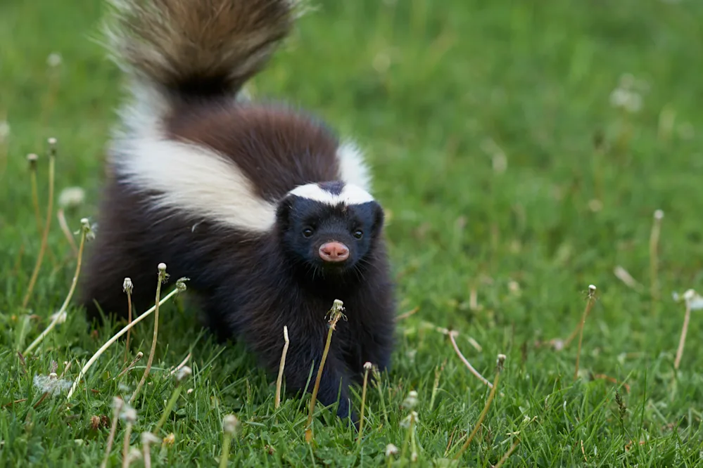 Why are skunks always so depressed