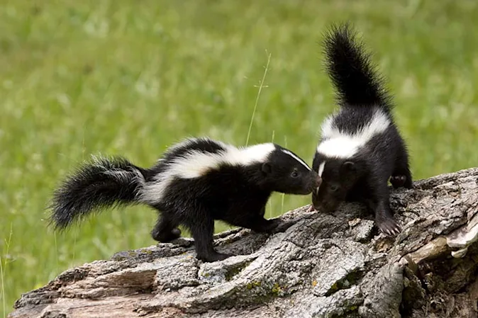  Why do two skunks argue? image