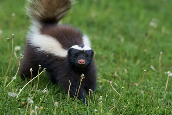 Why are skunks always so depressed? image