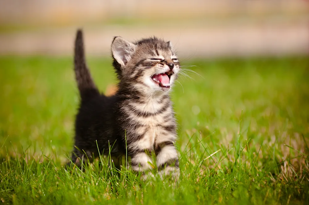 9 Hiss-terical Jokes to Keep You Kitten Around