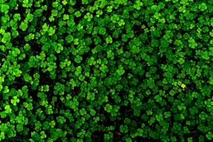 Why do people wear shamrocks on St. Patrick's Day? image