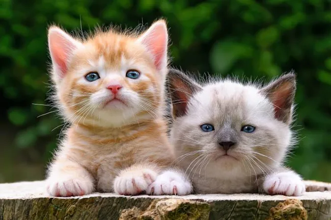  Where do baby cats learn to swim? image