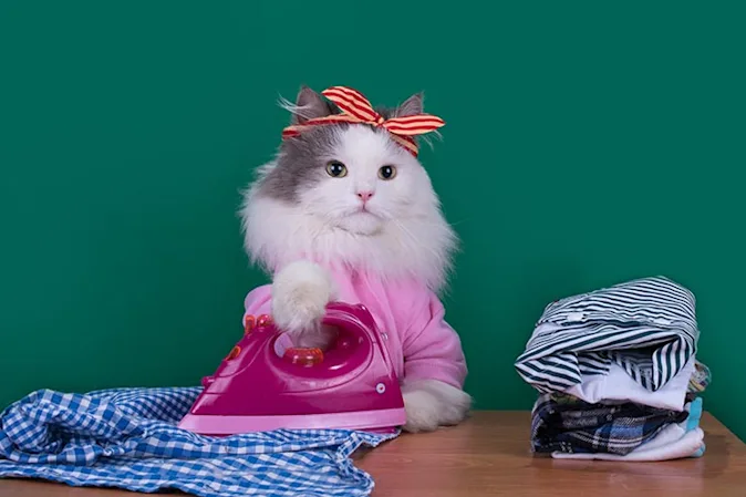  What do cats wear to work? image