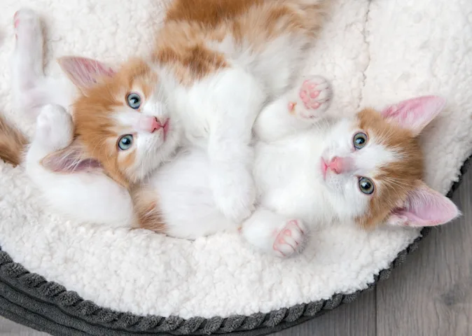 Why are kitten siblings always fighting? image