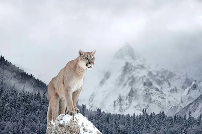 How did the mountain lion finally lose weight? image