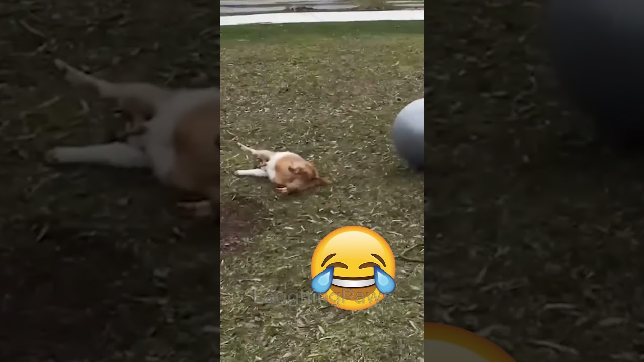 Fwar - Mushrooms video thumbnail