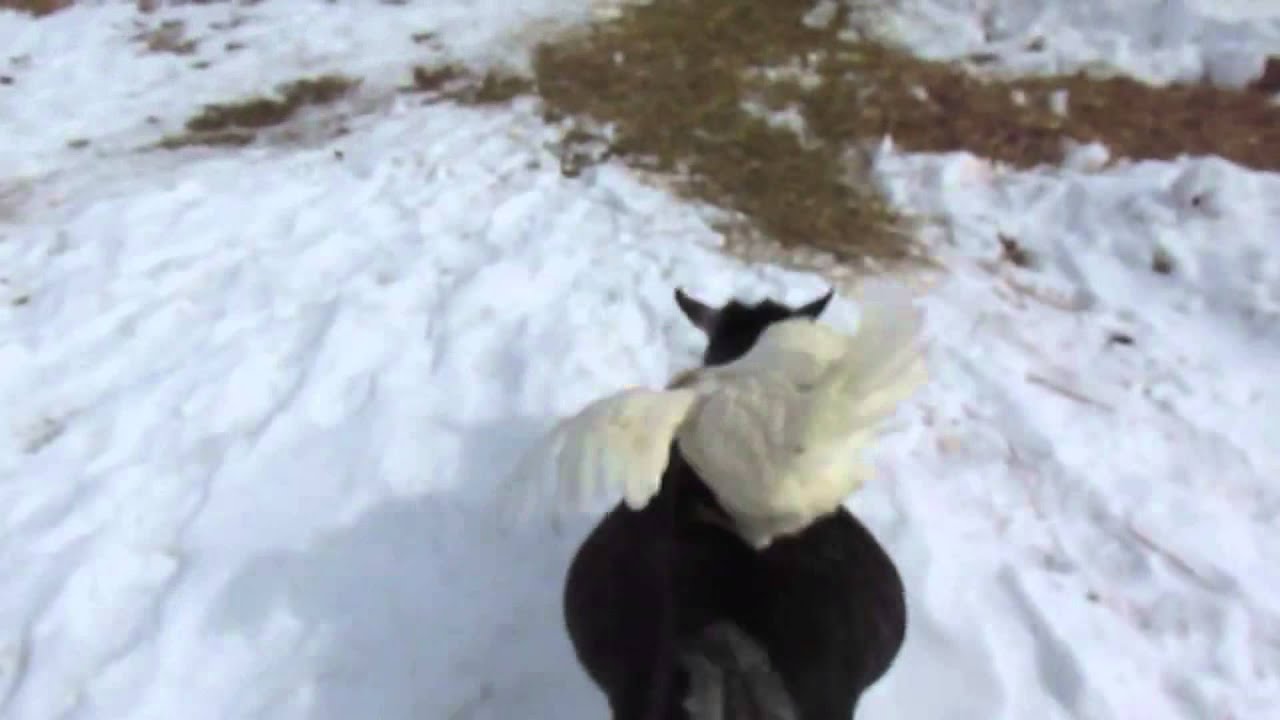 Fwar - Mushrooms video thumbnail