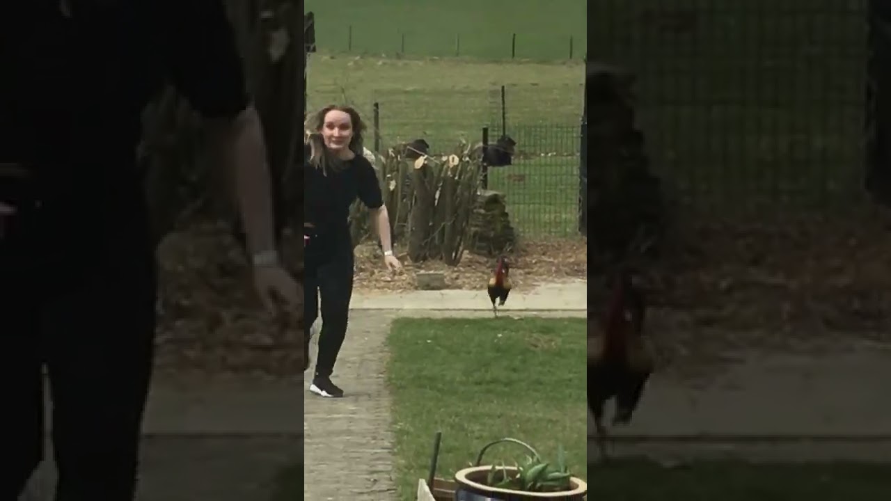 Fwar - Mushrooms video thumbnail