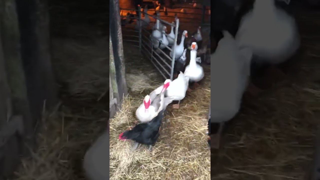 Fwar - Mushrooms video thumbnail