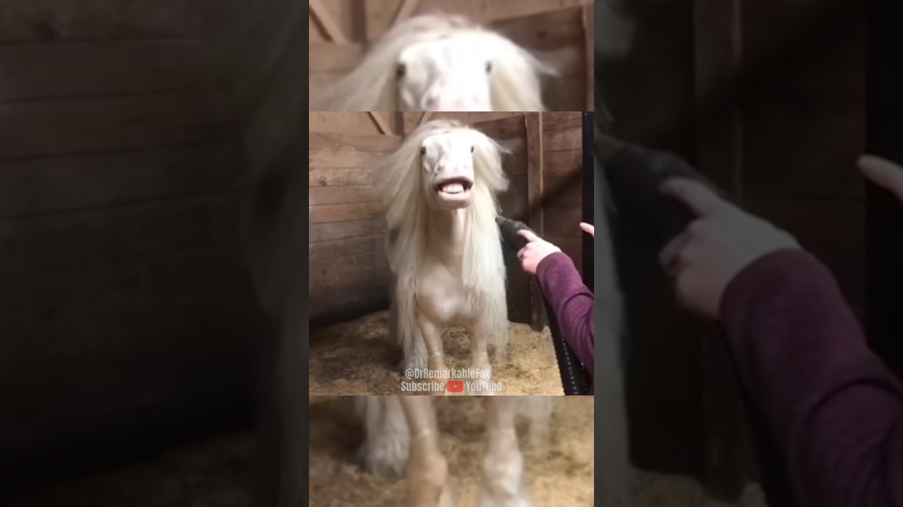 Fwar - Mushrooms video thumbnail