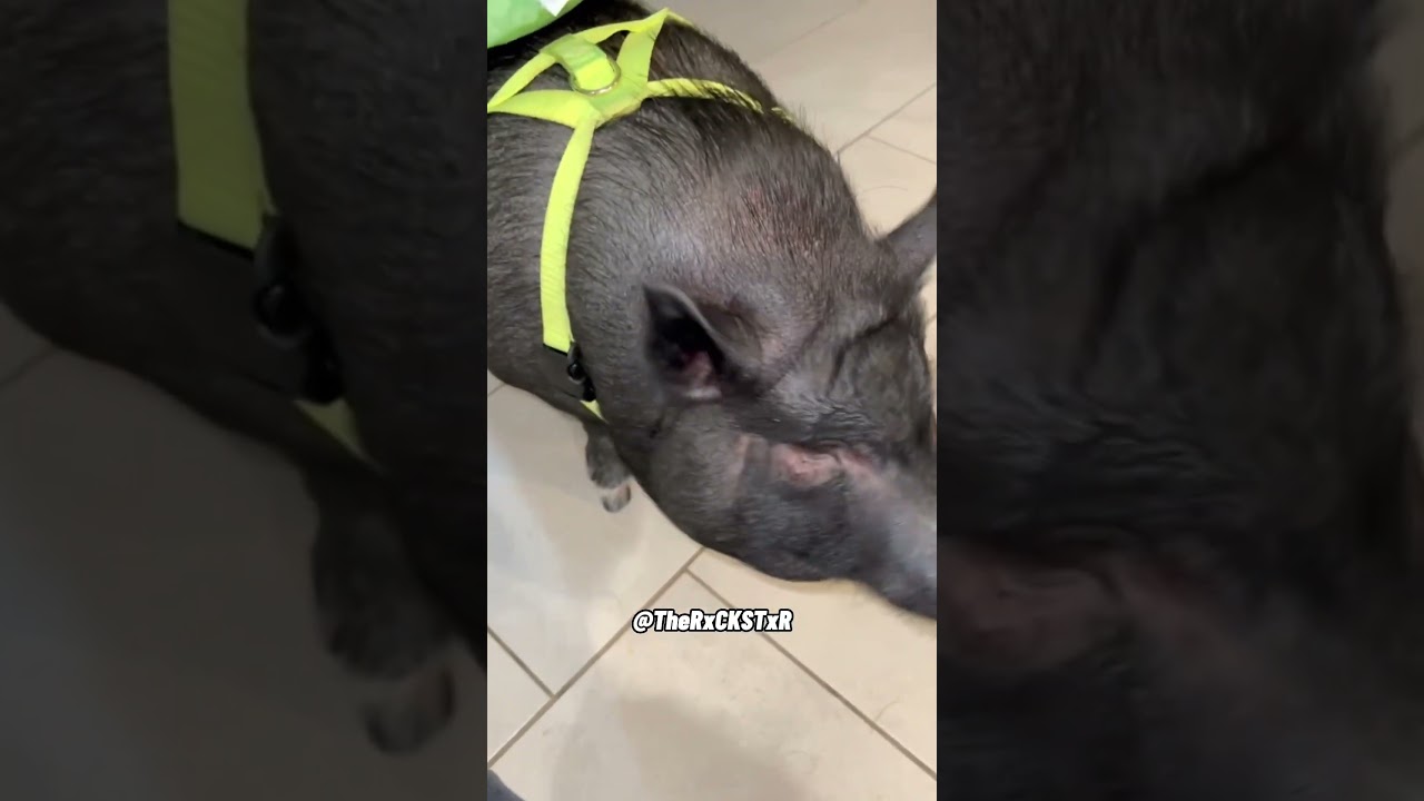 Fwar - Mushrooms video thumbnail