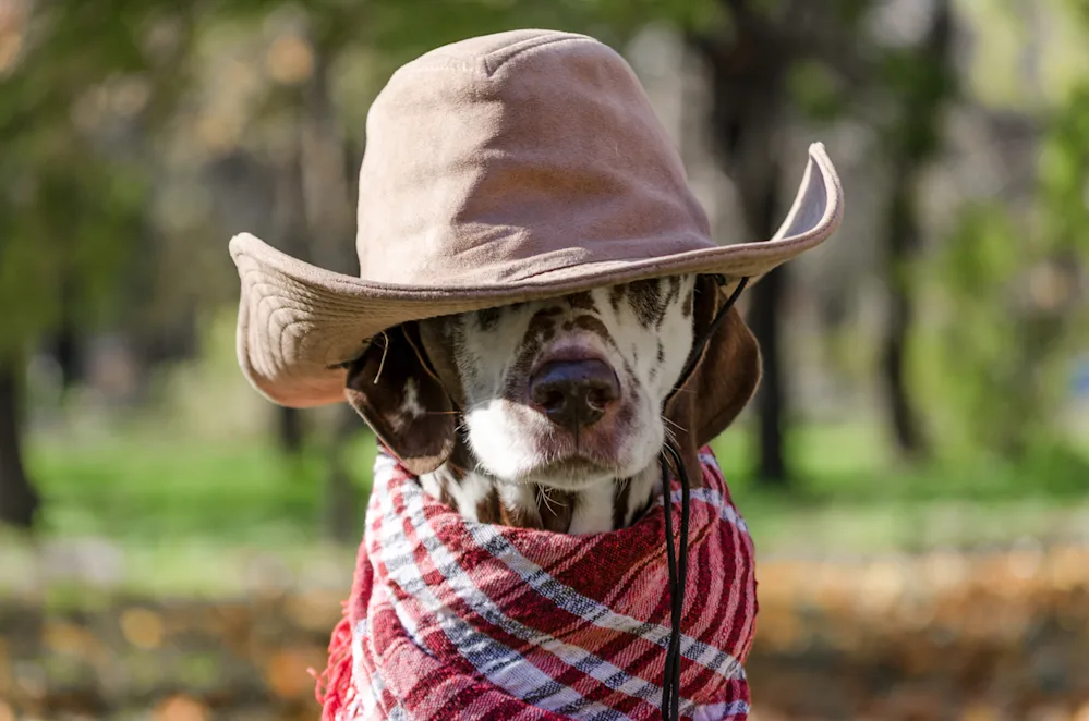 Laugh 'til the Cows Come Home With These 9 Cowboy Jokes