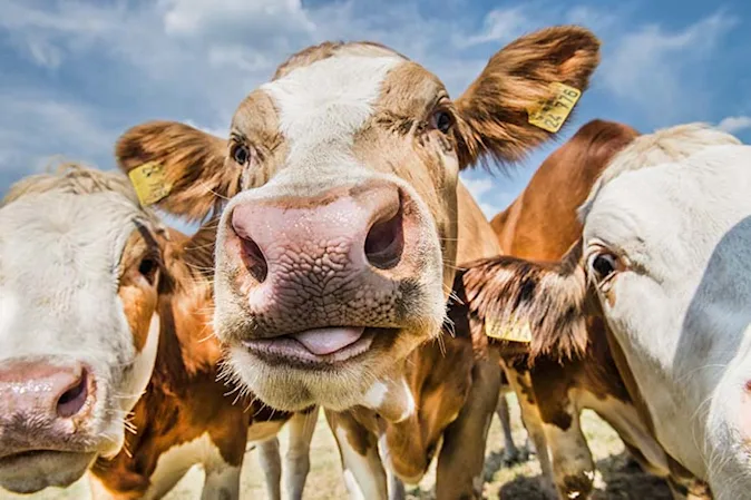  Where do cows go on the weekend? image