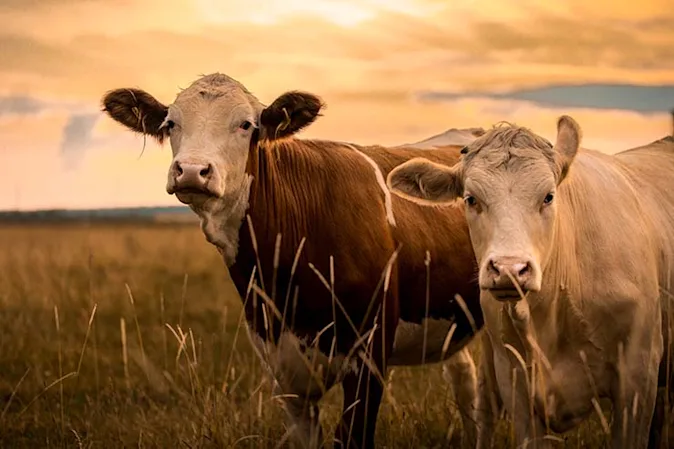  What is a plane full of male cows called? image