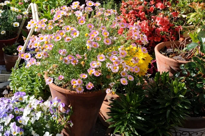  Why do potted plants shower so much in April? image