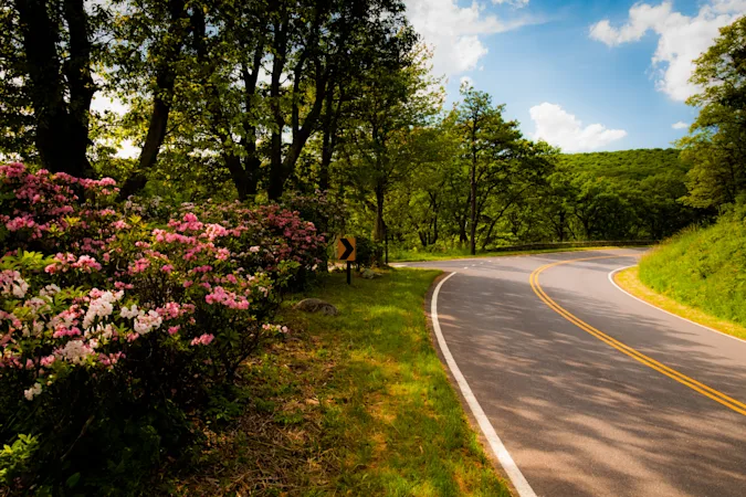 Where should you plant flowers along the road? image