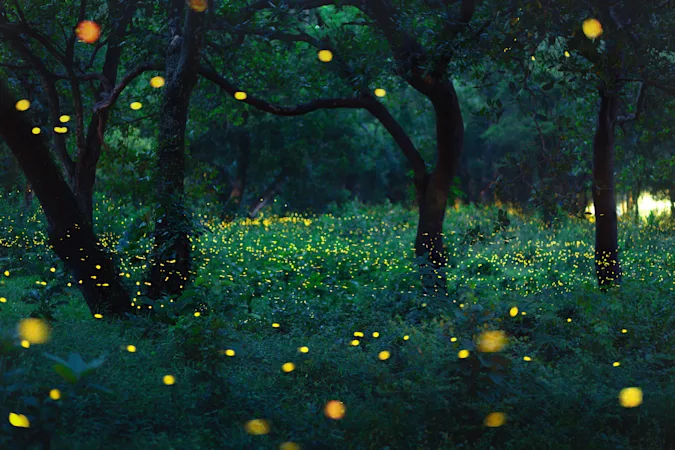What do fireflies drink to stay hydrated? image