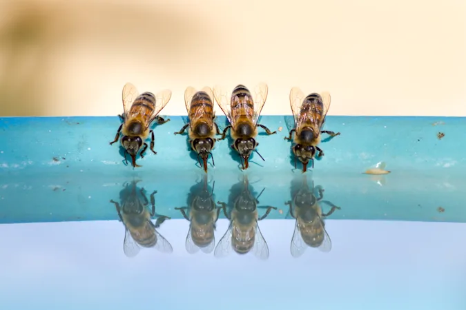 What is an insect's favorite beverage? image