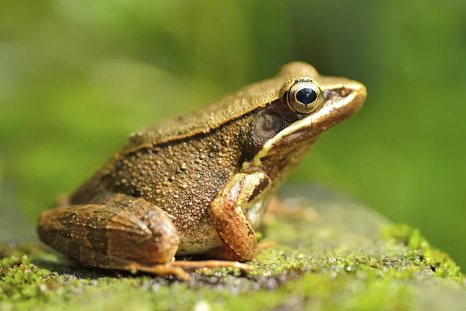 What did the frog order at McDonald's? image