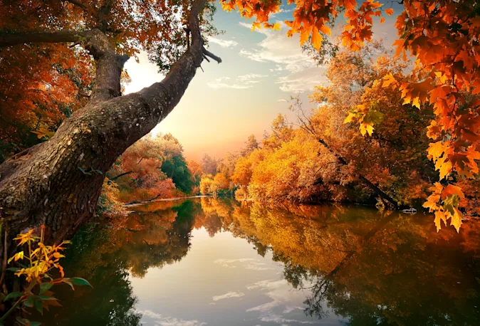 What did the tree say when autumn came around? image