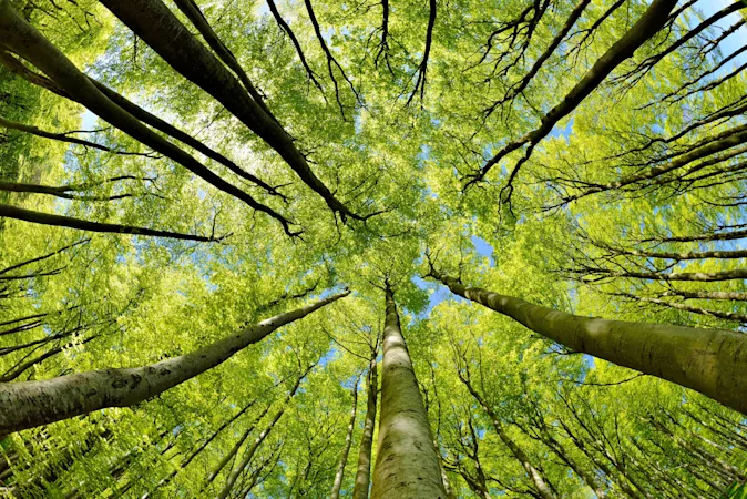 What is a tree's least favorite month? image