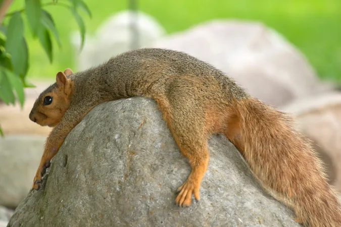 Where do squirrels go on vacation? image