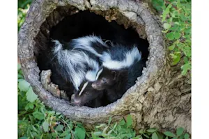 Are baby skunks cute? image