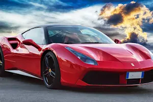 Bears love exotic cars. image