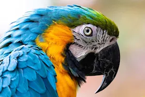 What do you get if you cross a parrot with an elephant? image
