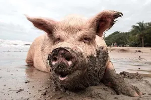 What do you get if you cross a pile of mud with a pig? image