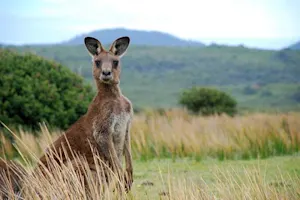 What do you get if you cross a sheep with a kangaroo? image