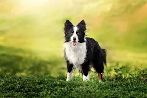 What do you get if you cross a sheepdog with a jelly? image