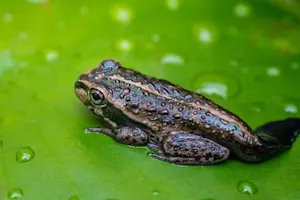 What do you get if you cross a steer with a tadpole? image