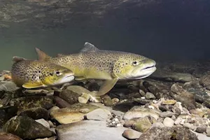 What do you get if you cross a trout with an apartment? image