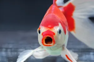 Did you hear about that anti-social fish? image