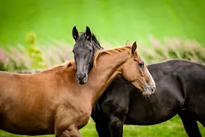 Did you hear about the two horses that fell in love? image