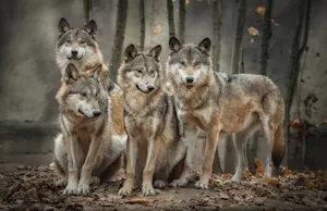 Did you hear about the wolves' all-night party? image